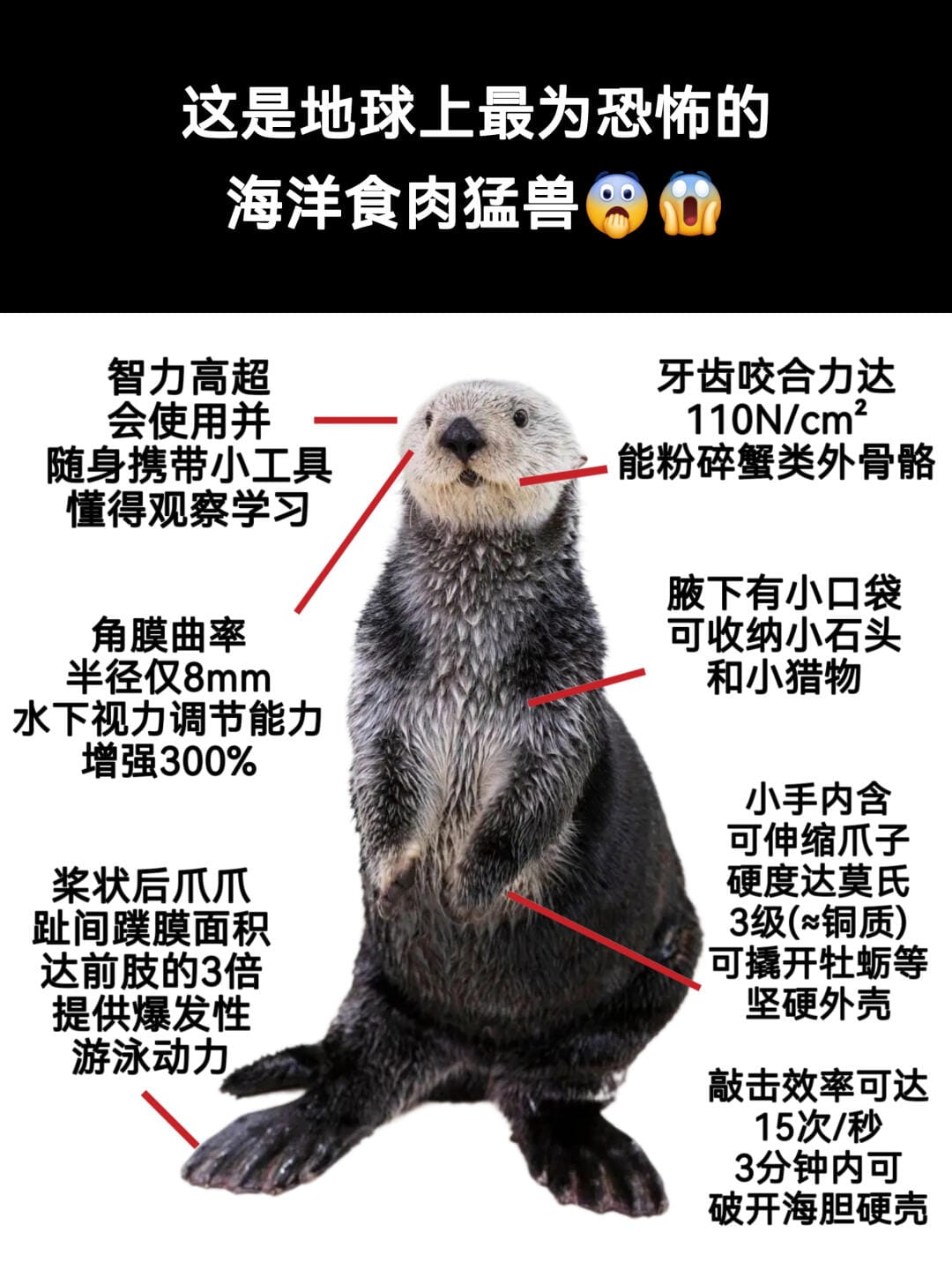 哪里来的笨狗